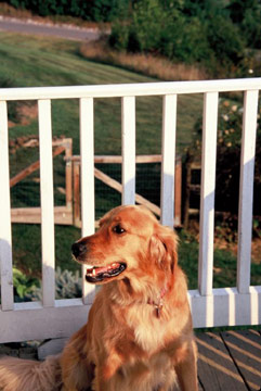 Daisy - the Brierley Hill Golden Retriever