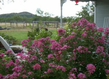 Miss Lissia's Carraige House rose bush