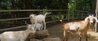 Elm Creek Manor Spa Resort, animals