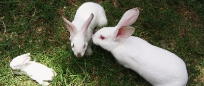 Elm Creek Manor Spa Resort, rabbits