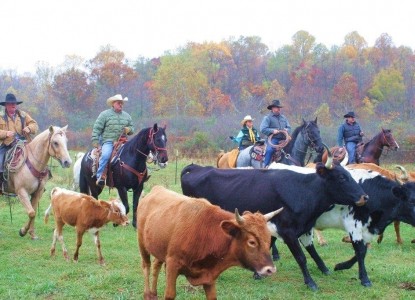 Marriott Ranch & Inn at Fairfield Farm, horses 
